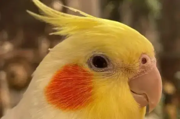 Búsqueda de mascotas, foto: Perdido ave masculino, Calle de Júpiter, 33, Tres Cantos - cresta amarilla