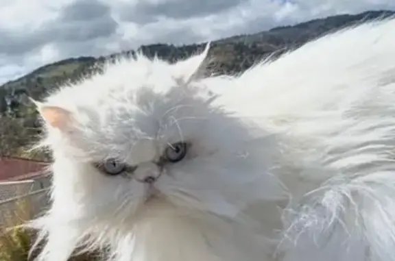 Animaux perdus Montbrison, photo: Perdu Chat femelle, Impasse de la Blanchisserie, Montbrison - Persan blanc
