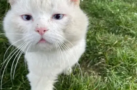 Animaux trouvés Poitiers, photo: Trouvé chat, Vouneuil-sous-Biard, Poitiers - sociable et miaule fort