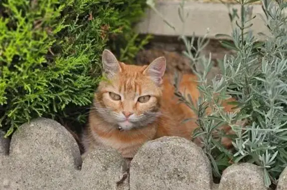 Chat perdu, Lyon, photo: Chat perdu, Stains, Île-de-France - chatte rousse tigrée sans dents