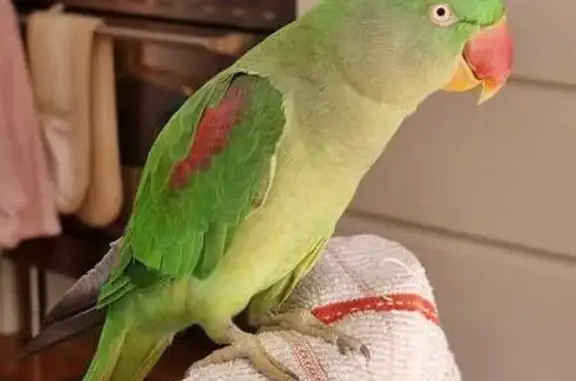 Lost female bird, Camden, Sydney - Alexandrian Parrot named Maxine - photo