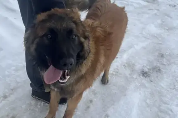 Бельгійська вівчарка. Молодий. Синій нашийник з карабіном. Втік разом з повідцем-рулеткою зеленого кольору.