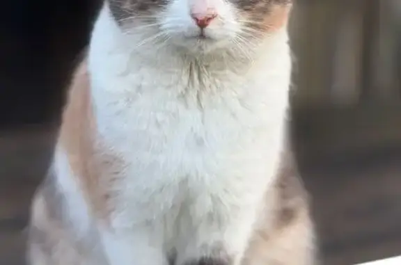 Chat trouvé Montrouge, photo: Trouvé chat femelle, Avenue Verdier, 58, Montrouge - jeune et affectueuse