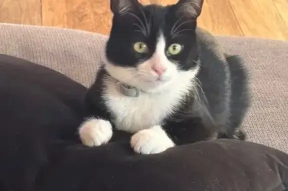 Chat perdu, Lille, photo: Perdu chat mâle, Aix-Noulette, Lille - collier plastique gris