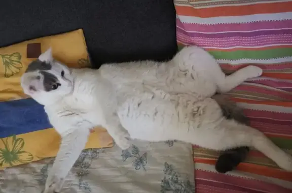 Chat perdu, Froideconche, photo: Perdu Chat femme, Lotissement les Lauriers, Froideconche - minette blanche avec tâches