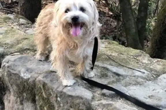 Lost female dog, Kelly Avenue, San Leandro - senior with no collar or chip - photo