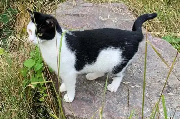 Chat perdu, Impasse Varignon, 12, Caen - oeil qui coule - photo