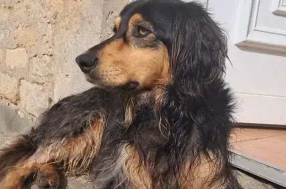 Animaux trouvés Montebourg, photo: Trouvé Chien mâle, Route de la Carrière, 41, Fresville, Montebourg - noir et feu avec deux colliers