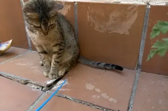 Encontrado gato hembra, Carrer...