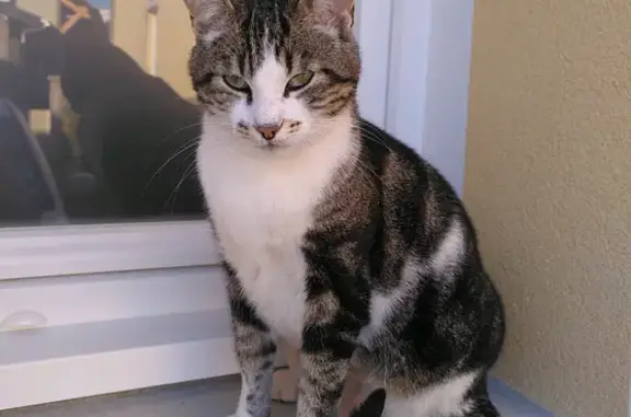 Perdu Chat mâle, Rue des Ormeaux, Saint-Julien-de-Concelles - grand, pelage gris et noir - photo