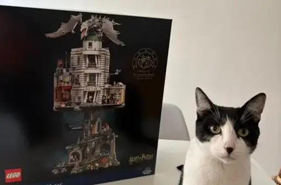Animaux trouvés Reims, photo: Chat perdu, Avenue Jean Jaurès, 106, Reims - blanc et noir