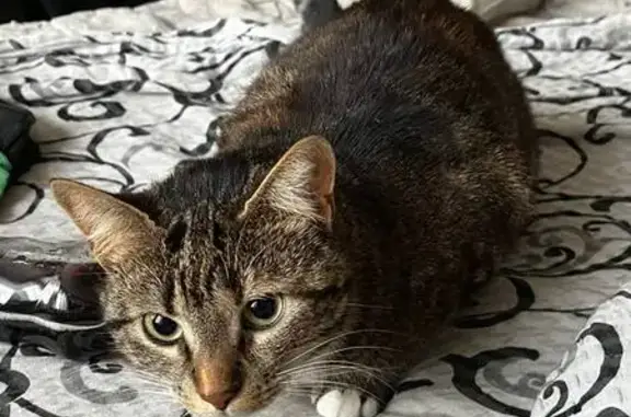 Зникла кішка, Болгарська вулиця, 18, Одеса - розмовляє та весело бігає - photo