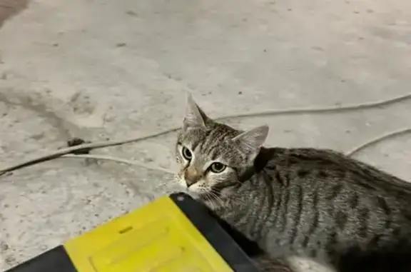 Animaux trouvés Saint-Étienne, photo: Trouvé chat femelle, Avenue de L'europe, Saint-Étienne - très câline