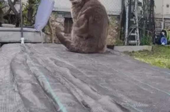 Animaux trouvés Savigny-sur-Orge, photo: Chat trouvé, Avenue de l'Armée Leclerc, Savigny-sur-Orge - mâle non castré