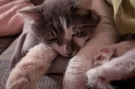 Кішки загублені, Софіївська борщагівка, фото: Зник кіт, вулиця Федора Ернста, 2, Київ - після операції немає двох верхніх іклів