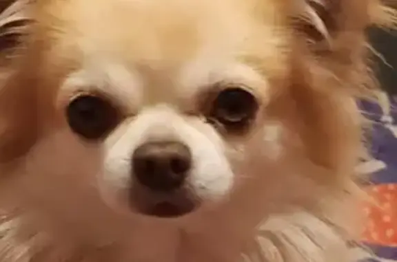 Perdu chien mâle, Route d'Avignon, Nîmes - pomchi de 1 an et chiwawa de 10 ans - photo