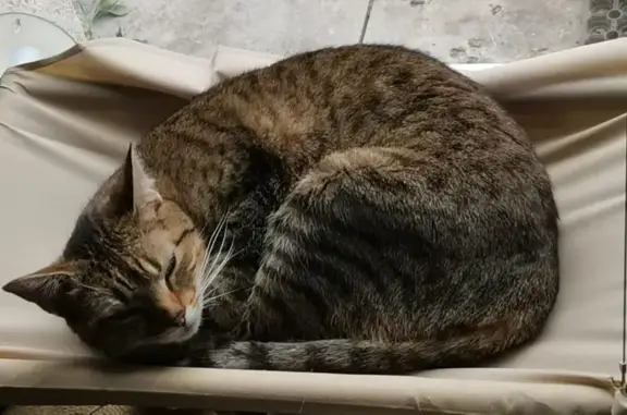 Chat perdu, Rue Guillaume Apollinaire, Issoudun - petite chatte marron chocolat tigrée - photo