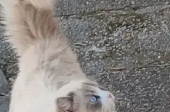 Animaux perdus Le Crès, photo: Chat perdu, Rue du Trident, Le Crès - Ragdoll femelle de 2 ans
