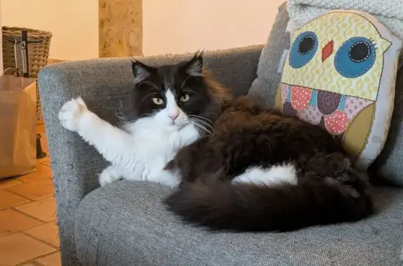 Animaux perdus Cailloux-sur-Fontaines, photo: Chat perdu, Route du Grand Guillermet, Cailloux-sur-Fontaines - Maine Coon noir et blanc