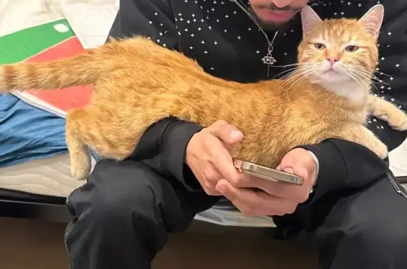 Perdu Chat homme, Rue de Châteaudun, 7bis, Belfort - très câlin - photo
