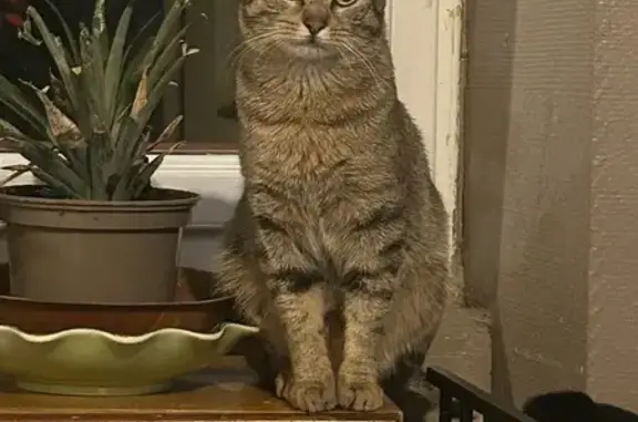 Chat perdu, Ruffec, photo: Chat perdu, Impasse des Fonds Ribauds, Salles-de-Villefagnan - mâle tigré européen