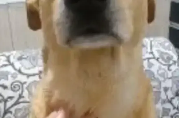 Cachorro perdido Macho (brl002601) - photo