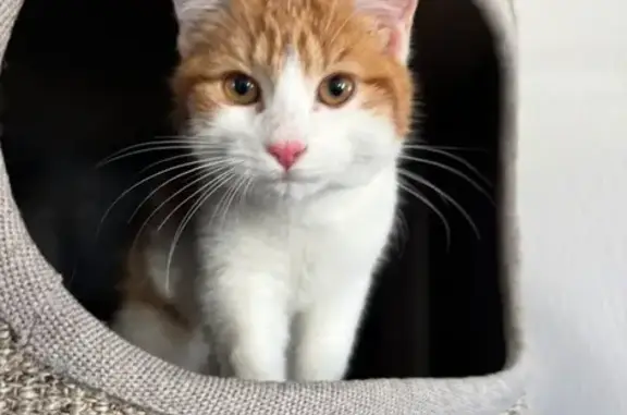 Chat trouvé Metz, photo: Chat trouvé, Le Val-d'Ajol, Metz - petite chatte roux et blanc