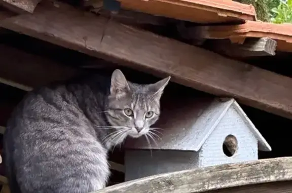 Perdu chat femelle, Rue des Landes de la Plée, Basse-Goulaine, Nantes - grise type européenne - photo