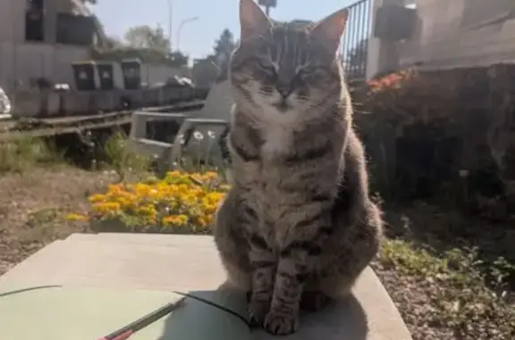 Perdu Chat femelle, Boulevard de Saintonge, Montendre - chatte tigrée de 11 ans - photo