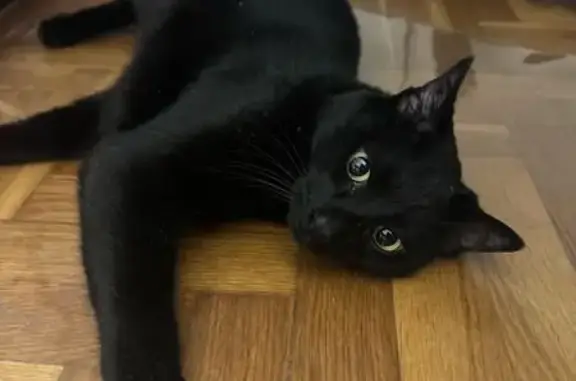 Gato/a negro/a encontrada el 09/04/2026 en Barcelona (zona Calle Viladomat con Josep Tarradellas). Es de color negro, con ojos verdes/amarillentos, parece joven. No lleva collar y no tiene microchip. Estaba algo asustado/a al principio, pero es tranquilo/a y se deja acercar. No se el genero con certeza. Le encontré en la calle debajo de un coche y ahora está a salvo en casa. Si crees que puede ser tuya o tienes información, por favor contáctame.