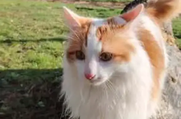 Chat perdu, Guérande, photo: Perdu Chat homme, Allée des Hibiscus, 8, Guérande - blanc et roux à poils longs