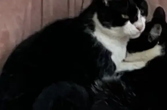 Chat perdu, Chemin de l'Embranchement, Monthermé - noir et blanc, blessé à une patte - photo