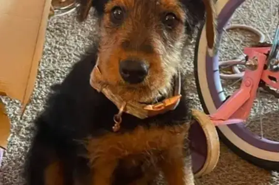 Lost female dog, Southeast 12th Street, Del City - airedale terrier with seizure alert vest - photo