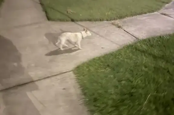 Lost and found pets Australia, photo: Found dog, Isabella Street, Parramatta - blue collar