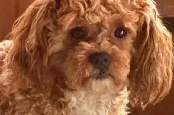 Lost male dog, Stadium Boulevard, Twin Falls - brown with white spot underneath neck - photo