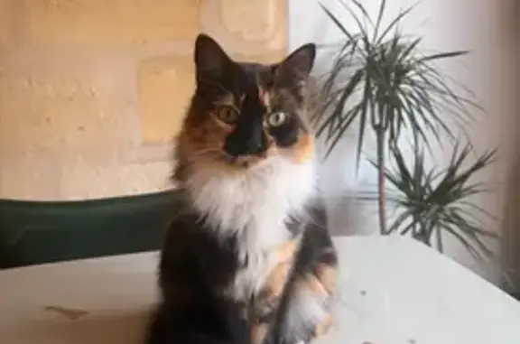 Perdu chat femelle, Cours Marechal Gallieni, Bordeaux - petite chatte tricolore - photo