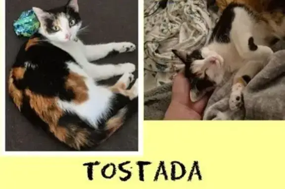 Missing cat Miami, photo: Lost female cat, Magnolia Avenue, Long Beach - calico coat, pink collar