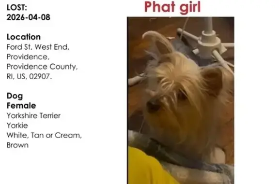 Lost female dog, Ford Street, 90, Providence - light brown cream and white/silver - photo