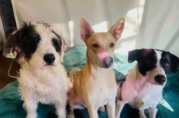 Lost male dog, Macon Road, Memphis - black and white - photo