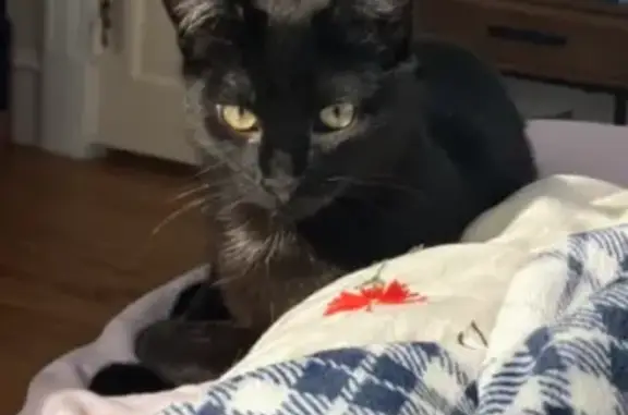 Missing cat Winooski, photo: Lost female cat, Winooski, Vermont - small black with big ears