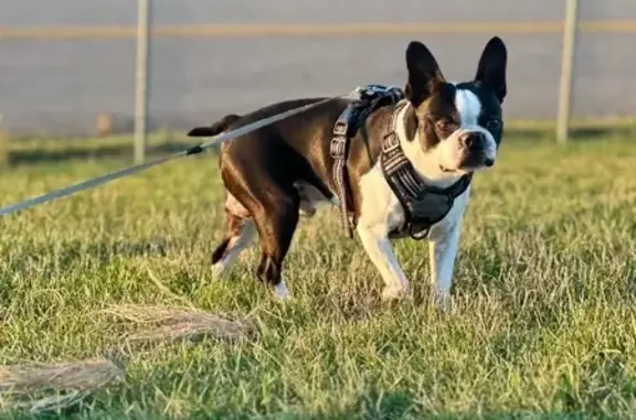 Lost Male Dog, De Hoop Avenue, Wyoming - black spots on belly - photo