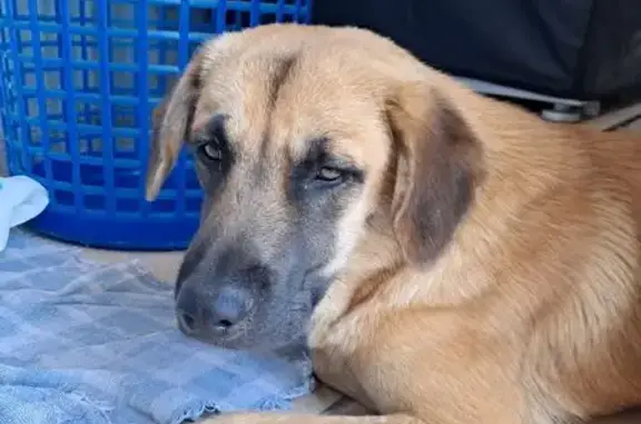 Cachorro encontrado Macho (brf...