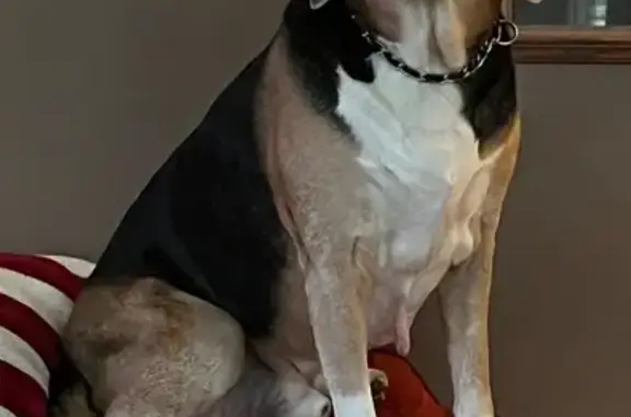 Lost male dog, Big Creek Road, Belton - black chain collar - photo