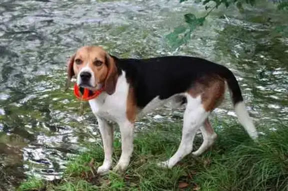 Perdu Chien Beagle, Route de l'Église, 16, Carrère, Paris - mâle pucé - photo