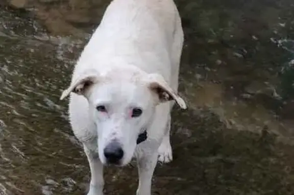 Perdu chien, Route de l'Église, 16, Carrère, Paris - croisé dogue argentin - photo
