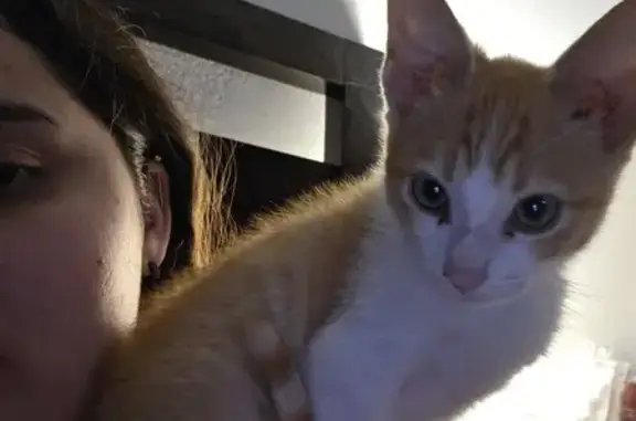 Lost male cat, North 51st Drive, Phoenix - orange with white beard and paws - photo