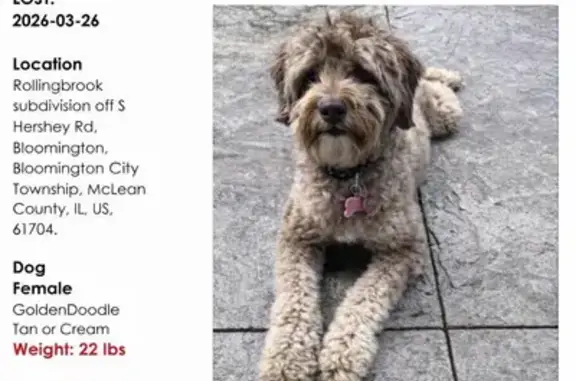 Lost female dog, Old Colonial Road, Bloomington, Chicago - tan doodle mix - photo