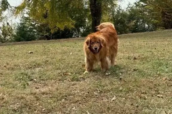 Missing dog Female, Dandridge (usl534545) - photo