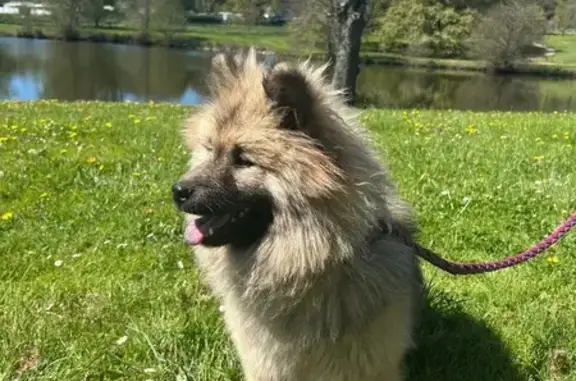 Animaux perdus Rieux, photo: Chien perdu, La Métairie, 34, Théhillac, Nantes - jeune eurasier beige