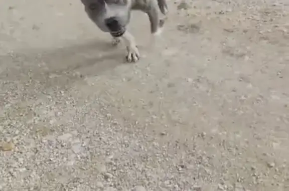 Perdido perro masculino, Carretera Pla de Quart, 180, Aldaia, Torrent - American pitbull atigrado - photo